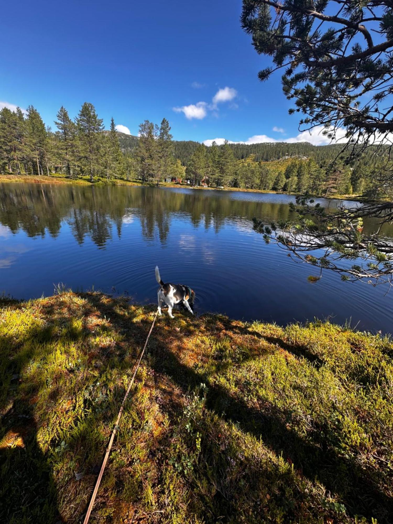 Hytta Pa Oyfjell Villa Екстериор снимка